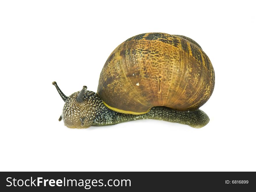 Common garden snail isolated on white background