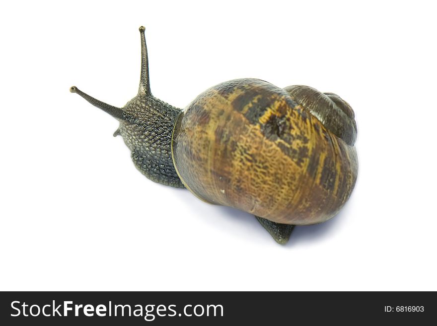 Common garden snail isolated on white background