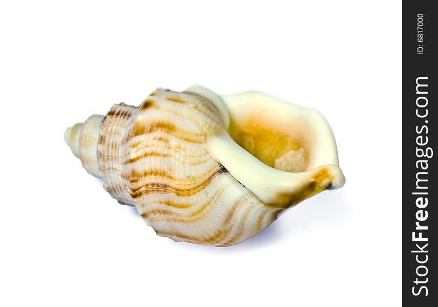 Sea shell isolated on white background. Sea shell isolated on white background