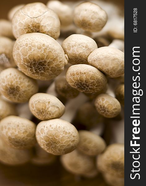 Close-up of buna shimeji - brown beech mushrooms
