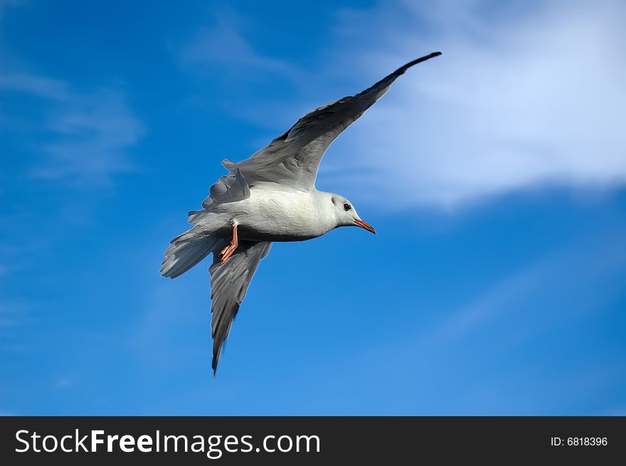 Seagull Gliding Through A Blue Sky