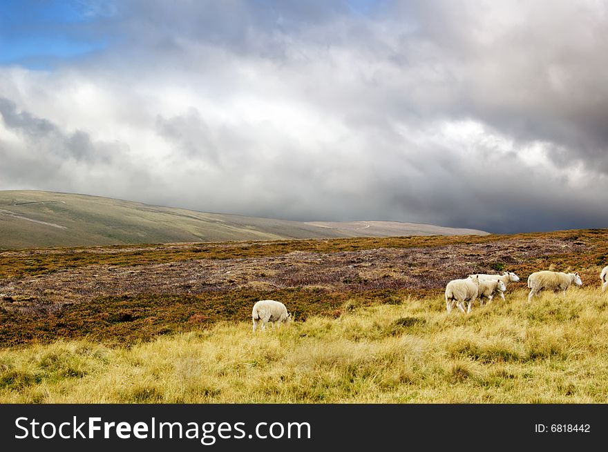 Sheep in scottish highlands on cloudy day