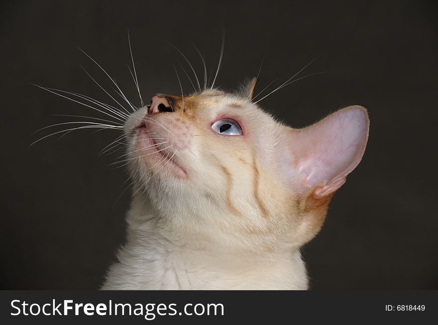 Detail of snow bencal cat looking up. Detail of snow bencal cat looking up