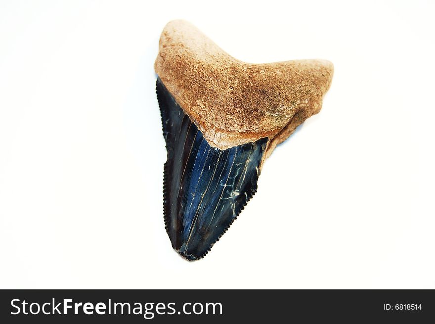 Extinct megalodon shark tooth on white background