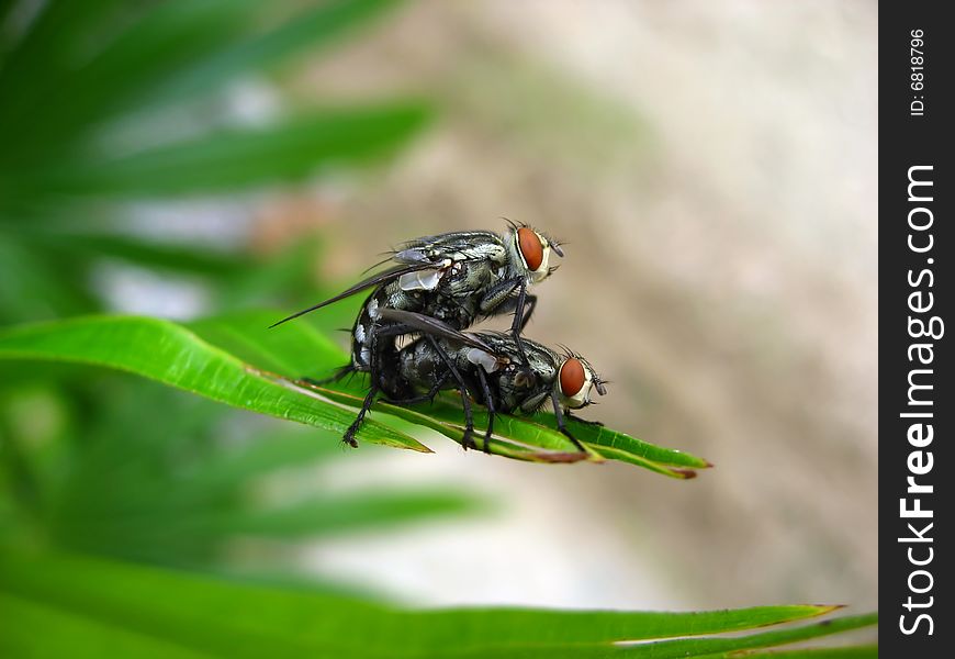 A couple of flies mating on a leaf. A couple of flies mating on a leaf