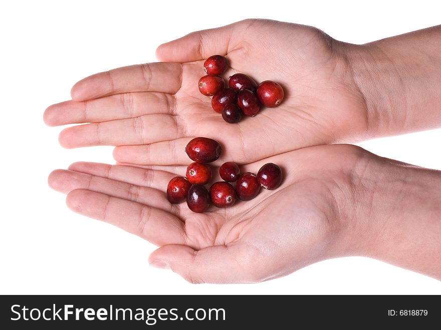 Delicious fresh organic cranberries rolling from one hand onto another