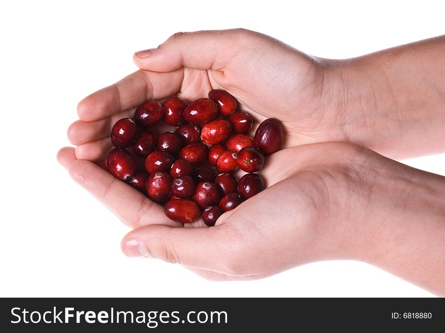 Delicious fresh organic cranberries in two cupped hands. Delicious fresh organic cranberries in two cupped hands