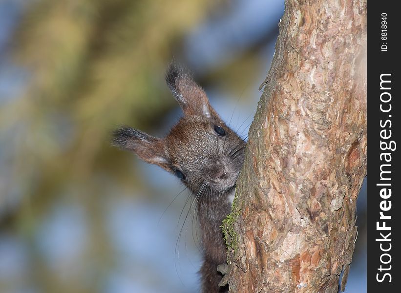 Black squirrel looking down from a tree branch