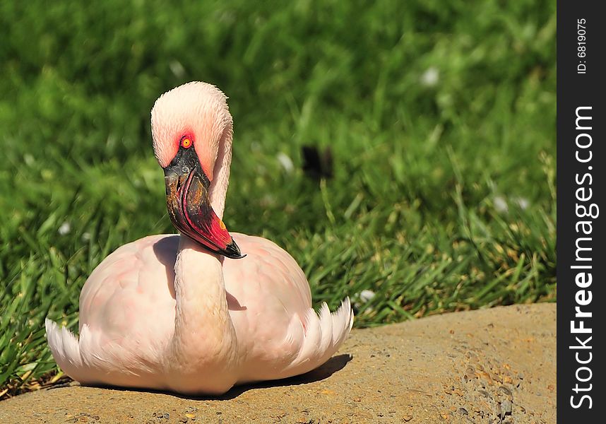Flamingo lying on belly on a rock