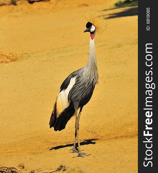 West African Crowned Crane at Oakland CA Zoo