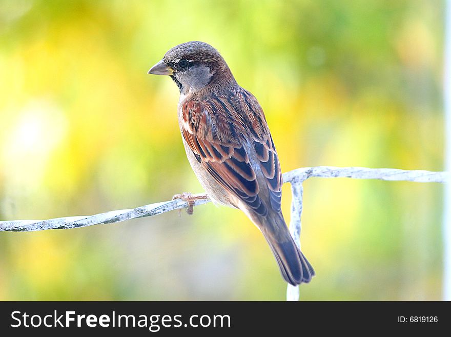 Sparrow on a colorful background blured from the lenses