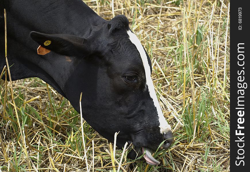 Cow's tongue wraps around a blade of grass