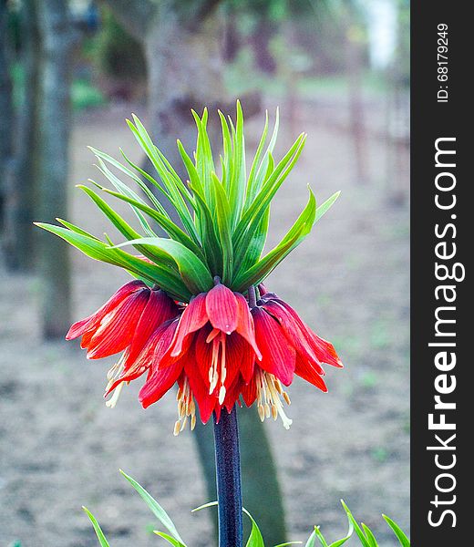 Crown imperial fritillaria imperialis blooming early spring