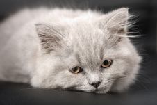 Sleepy British Kitten Over Black Background Royalty Free Stock Image Sleepy British Kitten Over Black Background Royalty Free Stock Image