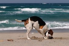 Beagle Listening To The Sea Royalty Free Stock Images