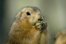 Prairie Dog Stock Photos