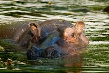 Hippo Stock Photos