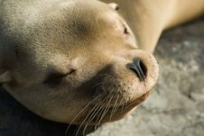 Sea Lion Royalty Free Stock Photos Sea Lion Royalty Free Stock Photos