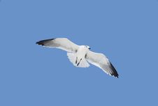Laughing Gull In Flight Royalty Free Stock Images