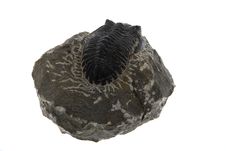 Fossil Royalty Free Stock Photos Fossil Royalty Free Stock Photos