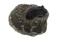 Fossil Stock Images Fossil Stock Images