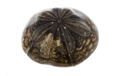 Fossil Royalty Free Stock Photos Fossil Royalty Free Stock Photos