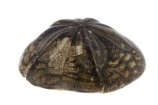 Fossil Stock Images Fossil Stock Images