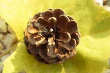 Leaf With Pine Cone Royalty Free Stock Image Leaf With Pine Cone Royalty Free Stock Image