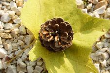 Leaf With Pine Cone Royalty Free Stock Photography Leaf With Pine Cone Royalty Free Stock Photography
