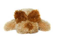 Toy-dog With Eyes Closed With Its Ears Stock Photo
