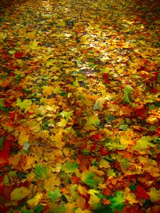 Leaves On The Ground Royalty Free Stock Photo Leaves On The Ground Royalty Free Stock Photo