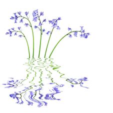 Bluebell Flowers Stock Images Bluebell Flowers Stock Images