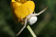 White Crab Spider Stock Photo
