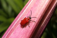 Lilly Beetle Stock Images