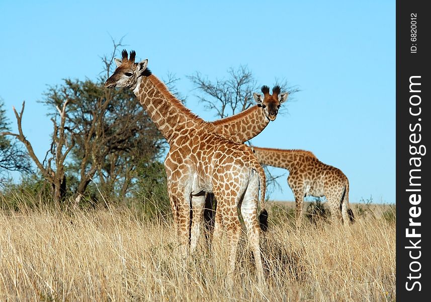 Three young Giraffe calves in the bushveld of South Africa. Three young Giraffe calves in the bushveld of South Africa.