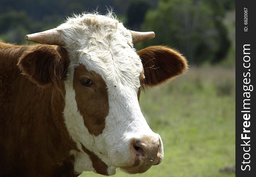 A brown and white cow stands alone in the pasture. A brown and white cow stands alone in the pasture.
