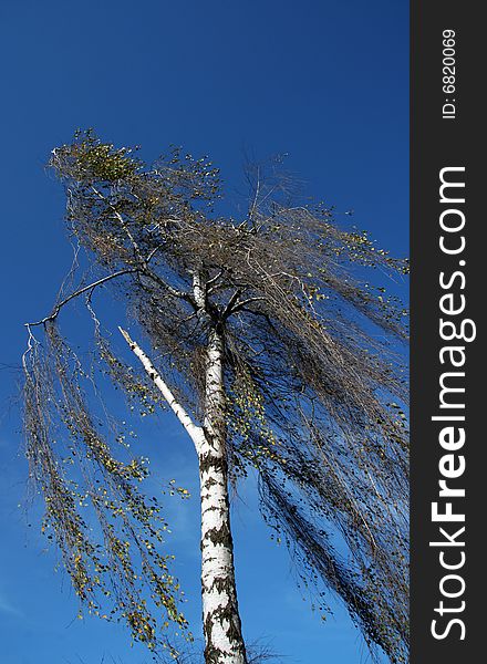 Autumn birch against the clear blue sky