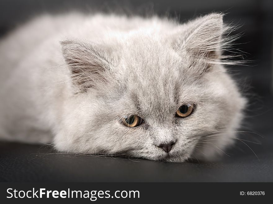 Sleepy british kitten over black background