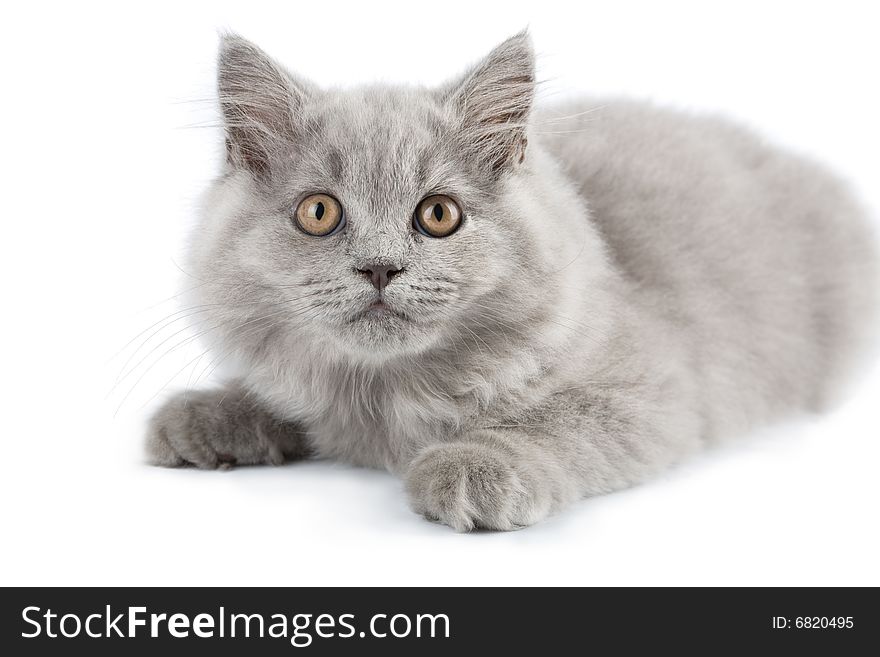 British kitten isolated on white