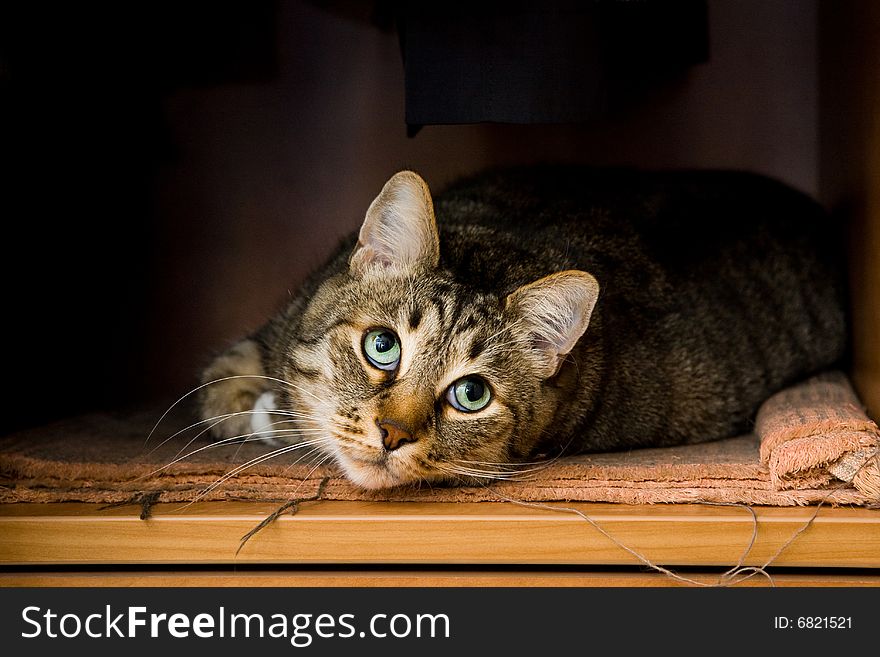 Cat is lying on the carpet and look up