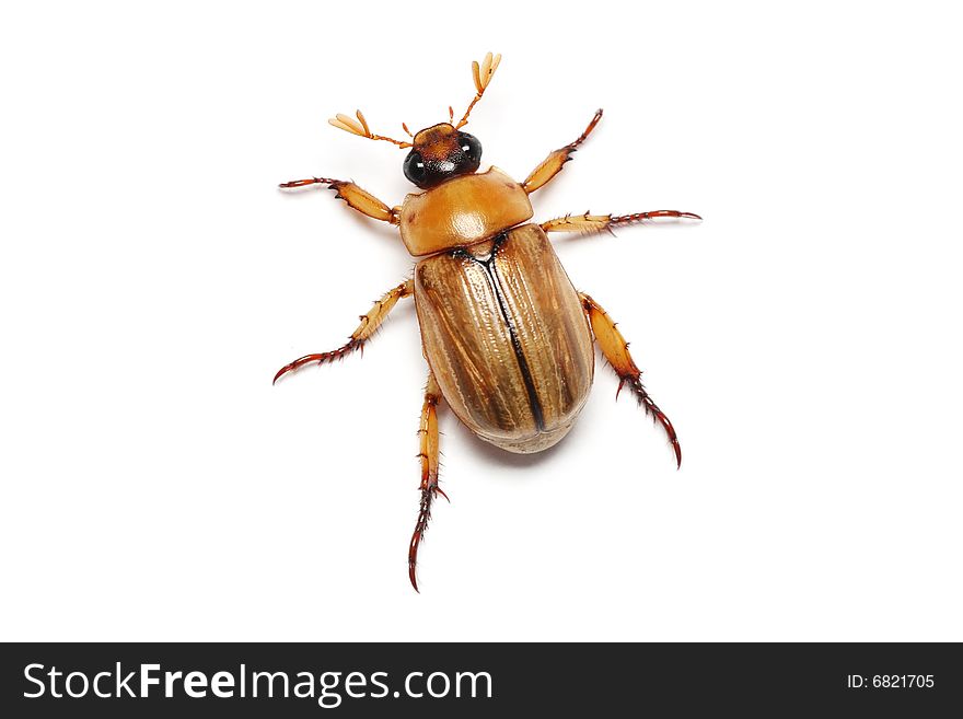 Brown Beetle (Blitopertha Polyanor)