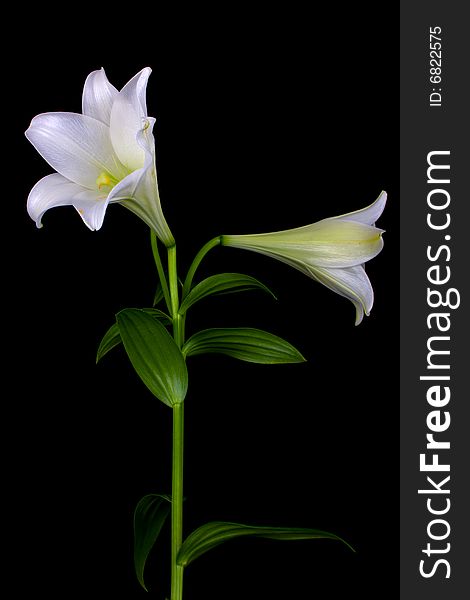 Lilly  flower closeup