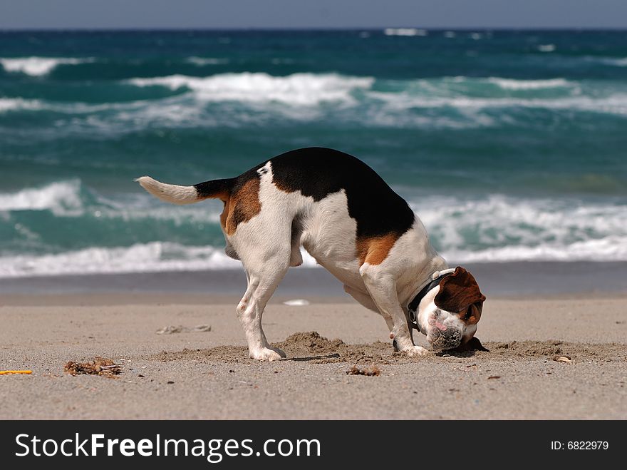 Beagle dog seem listening to the sea. Beagle dog seem listening to the sea