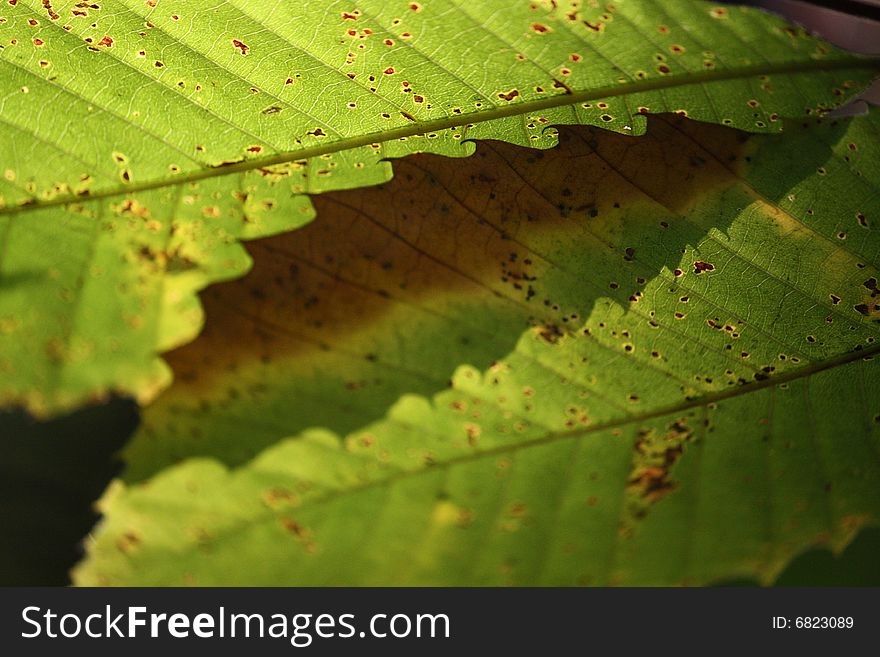 Shadow between two chestnut leaves makes a leaf shape. Shadow between two chestnut leaves makes a leaf shape