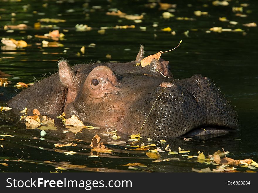 Hippo with head above water