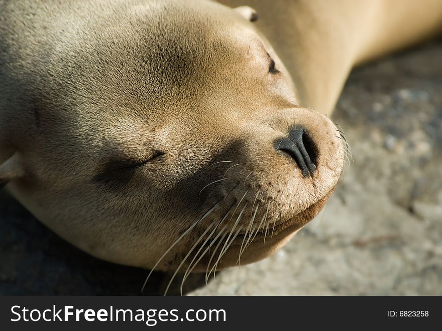 Close-up of a cute sleeping sea lion
