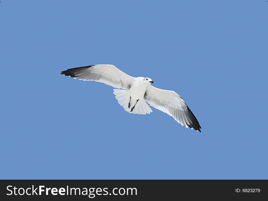 Laughing Gull (Larus atricilla) flying above, isolated on a blue background. Laughing Gull (Larus atricilla) flying above, isolated on a blue background