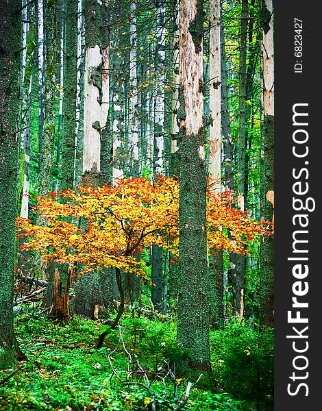 An image of a yellow tree in forest