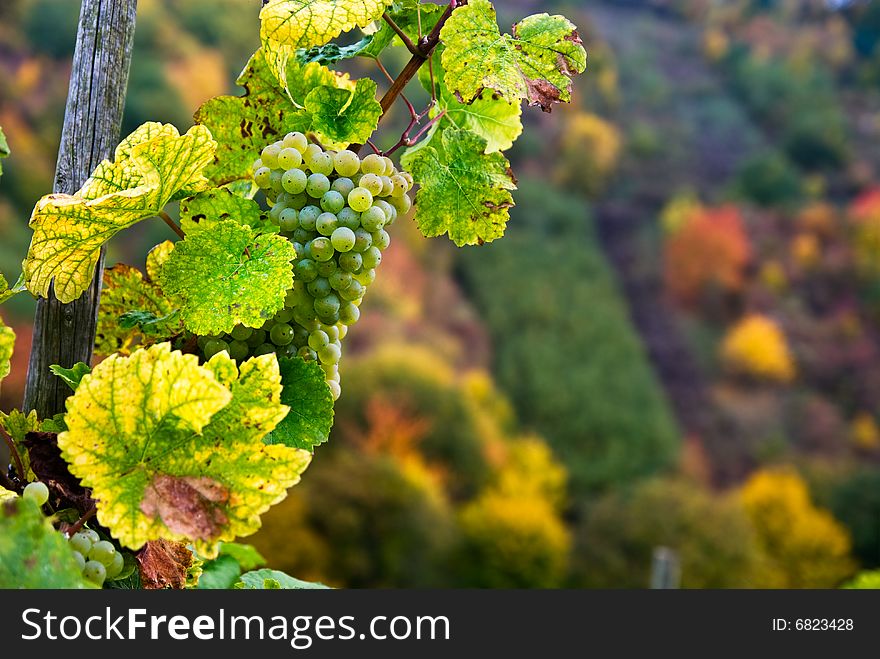 Grapes In Autumn