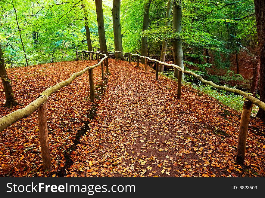 Autumn colors in the forest